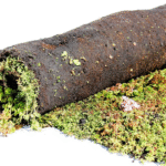 Sedum Roofer needed in Netherlands 1 DG Recruitment