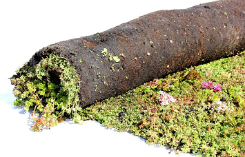 Sedum Roofer needed in Netherlands 1 sedum roofer